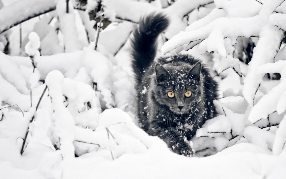 雪地里尽情嬉戏的小猫图片