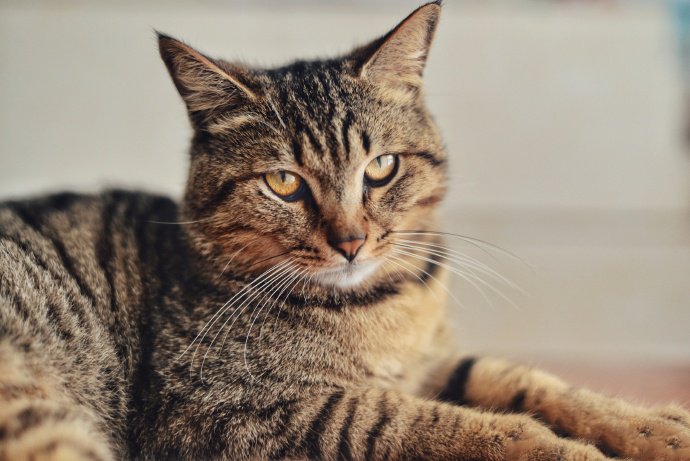 一组眼神凶猛的狸花猫图片