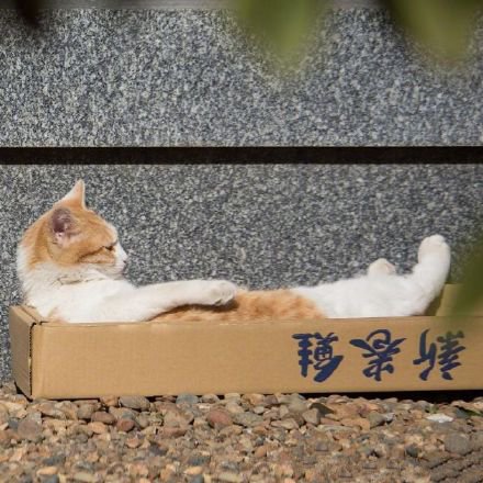 一组街头的流浪猫图片