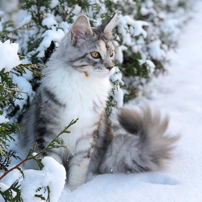 一组大大的猫霸气图片欣赏