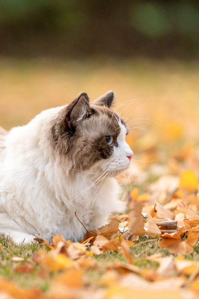 一组草地上的猫咪图片