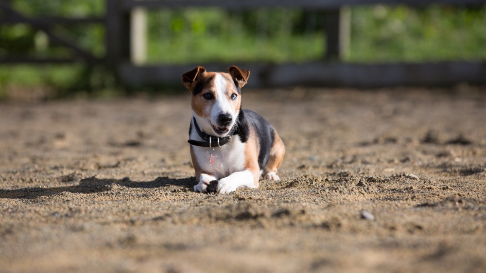 一组可爱的比格犬图片欣赏