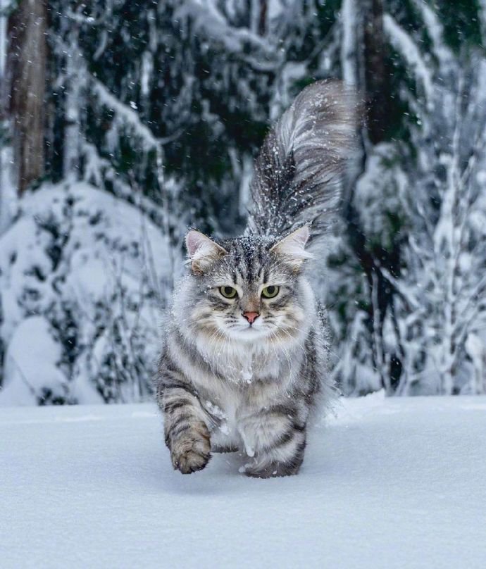 在温哥华林间雪地上漫步的西伯利亚森林猫