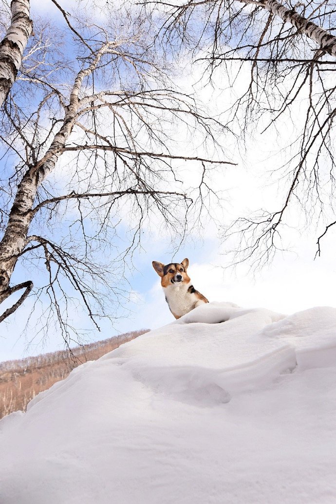 一组雪地里可爱的柯基图片欣赏