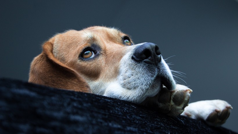 开朗可爱的比格犬图片