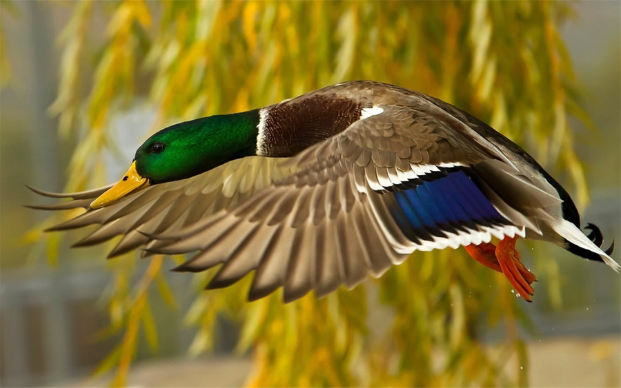 大自然中美丽可爱鸟类图片