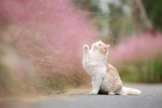 漂亮的猫咪外景写真图片