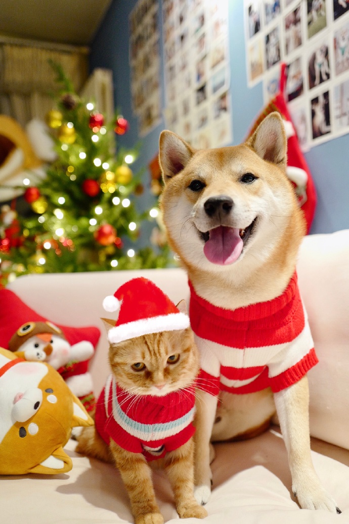 圣诞节狗狗和猫猫的可爱写真图片欣赏