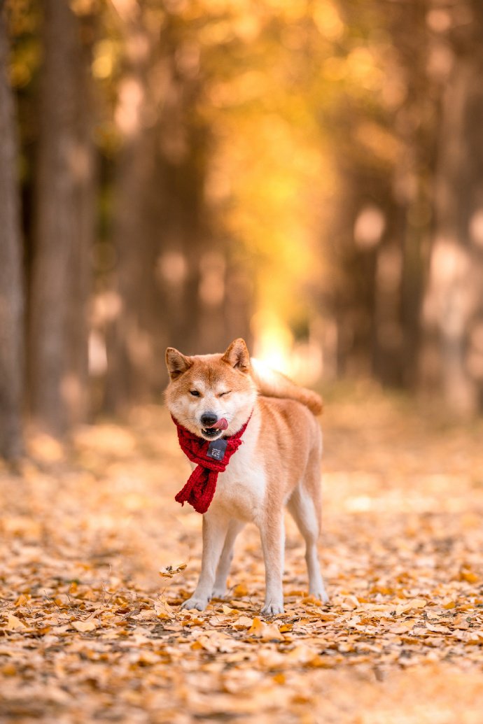 戴围巾的可爱柴犬图片欣赏