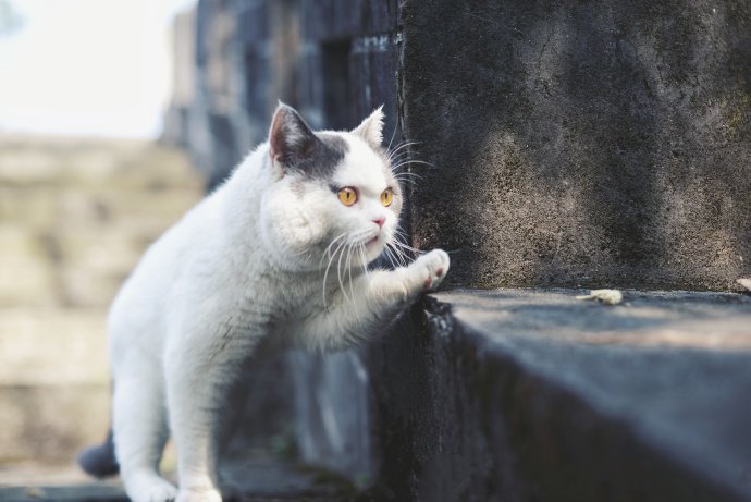 喜欢在野外玩耍的猫咪图片