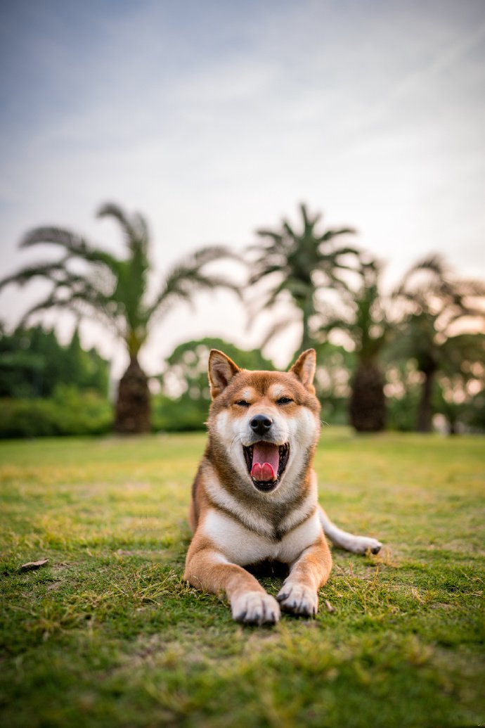 青青草地里可愛的柴犬圖片