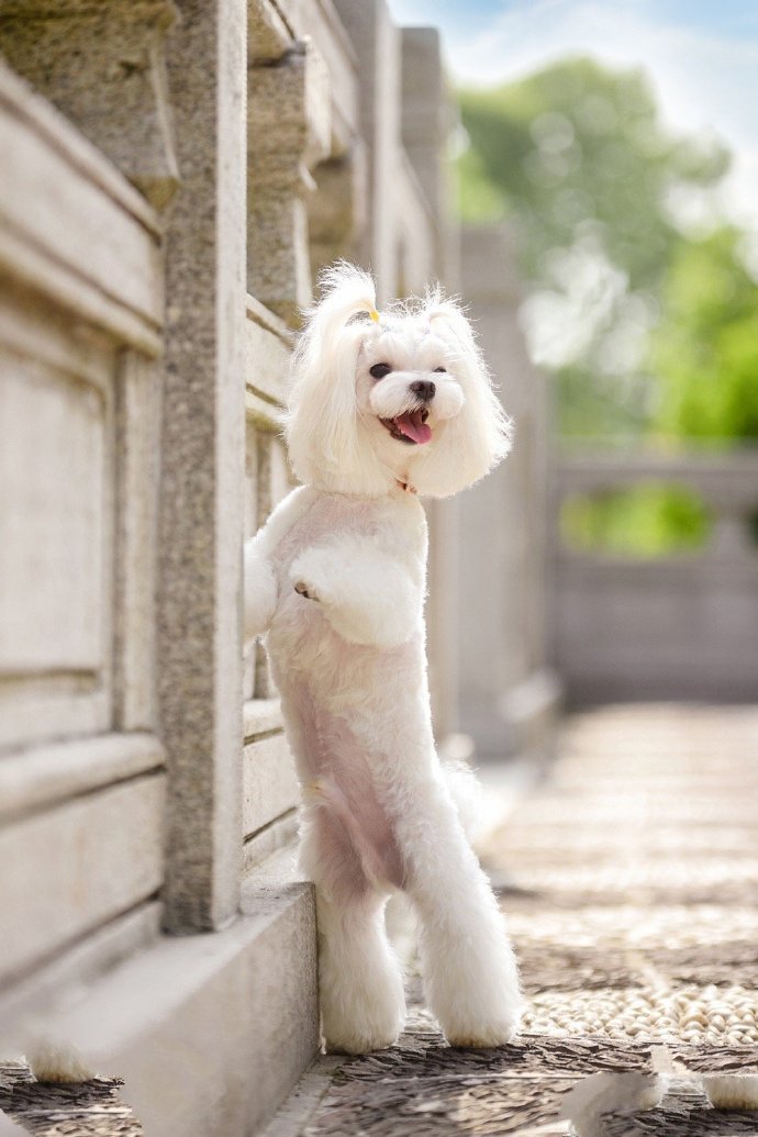 一组干净可爱的小型犬图片