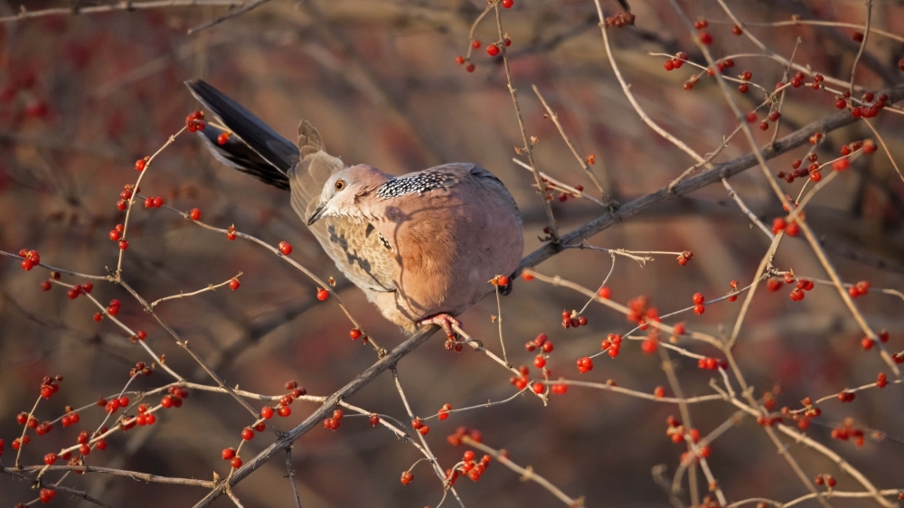 一組斑鳩圖片欣賞