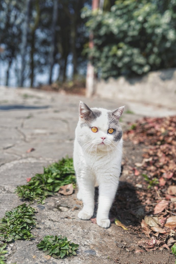 一只虎胖虎胖的猫咪图片