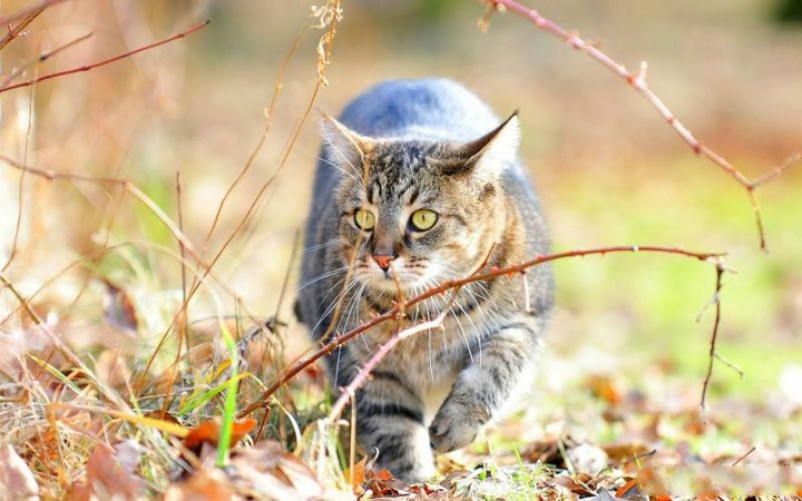 绿色草地上的可爱小猫咪图片