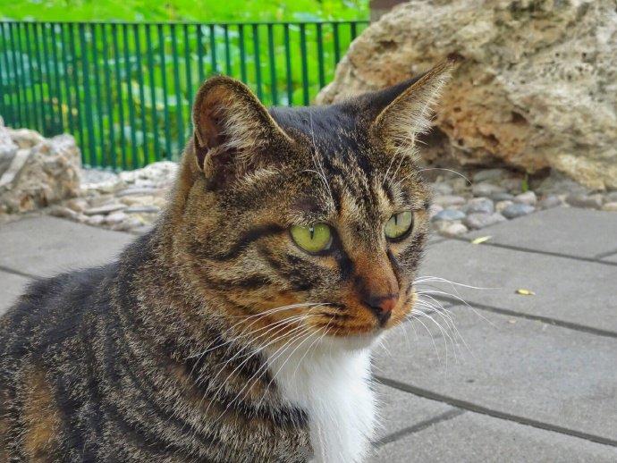 一组高冷的狸花猫图片