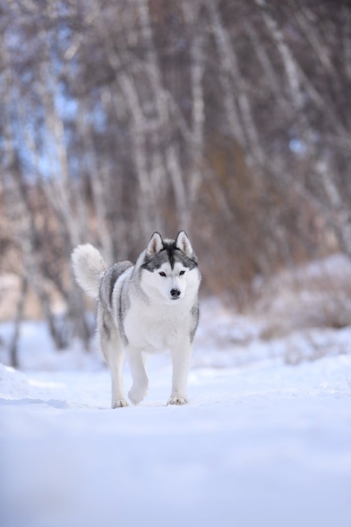 一组雪地里超可爱的哈士奇