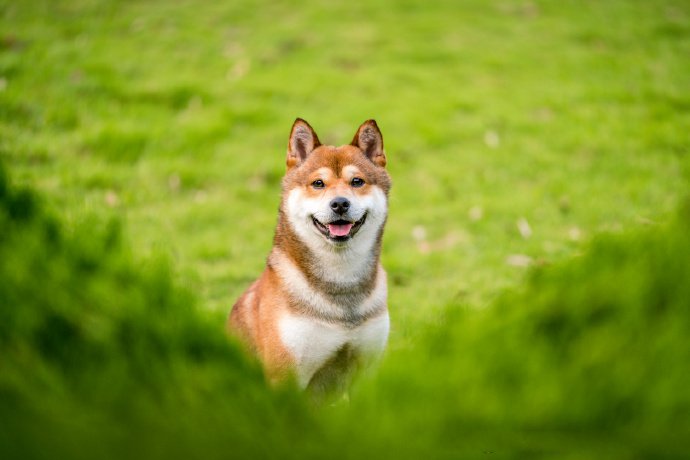 青青草地里可愛的柴犬圖片