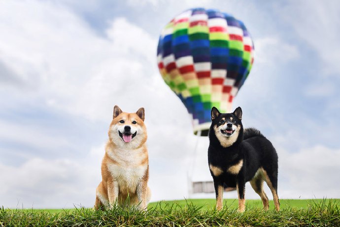 一组黑色和橘色的可爱柴犬