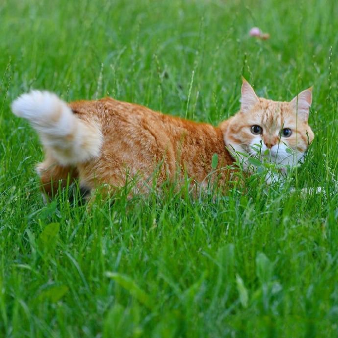 一组可爱小猫咪的夏天拍照时间