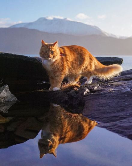 一只高冷的挪威森林猫