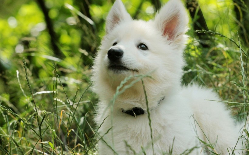 德国黑背牧羊犬图片