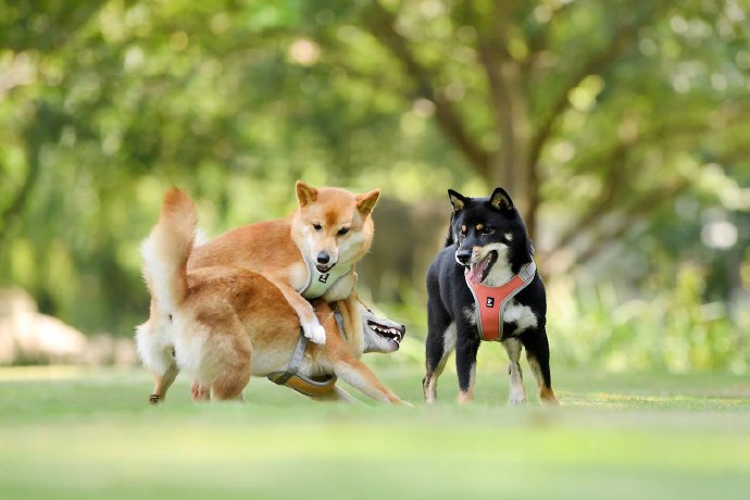 四只可爱活泼的小柴犬图片欣赏