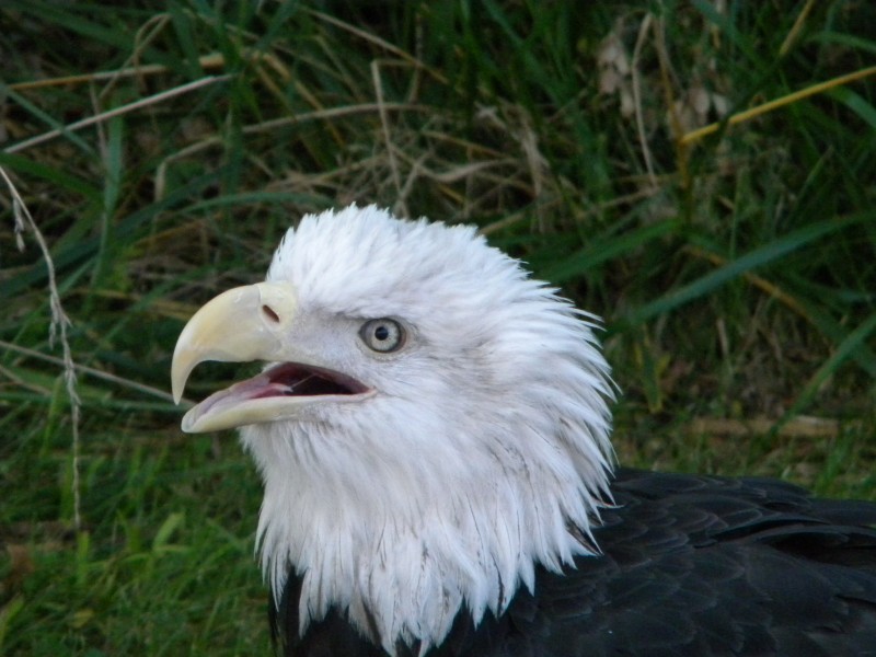 美國(guó)國(guó)鳥白頭海雕頭部圖片