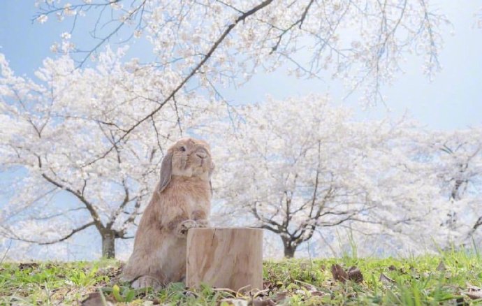 一组沉迷在樱花中的兔子君图片欣赏