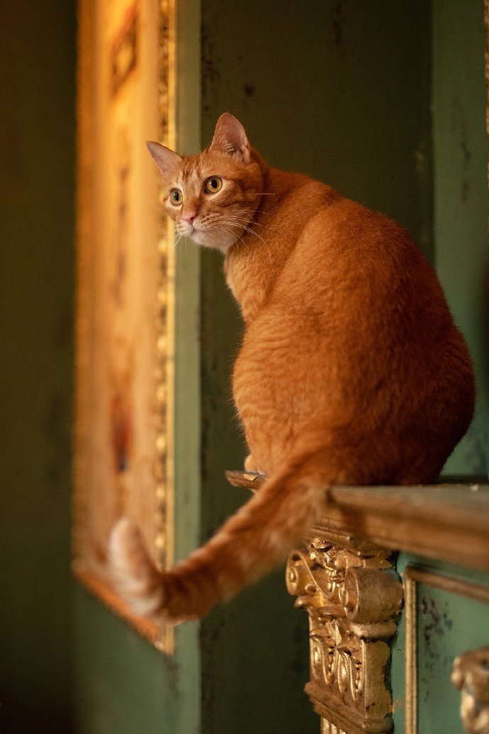 超有气质的胖猫猫图片