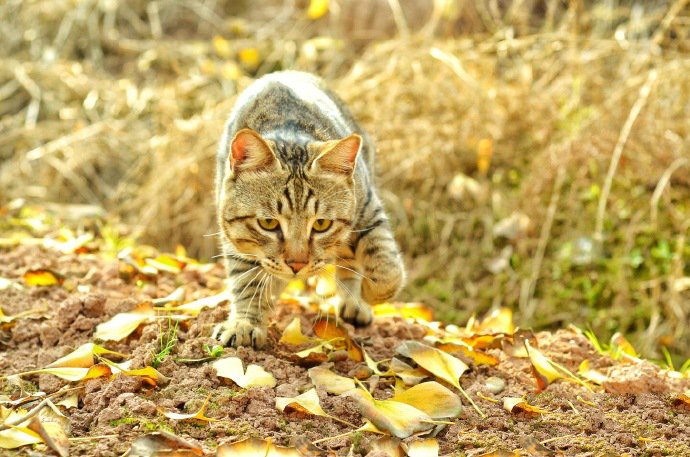 在野外行走的狸花猫图片