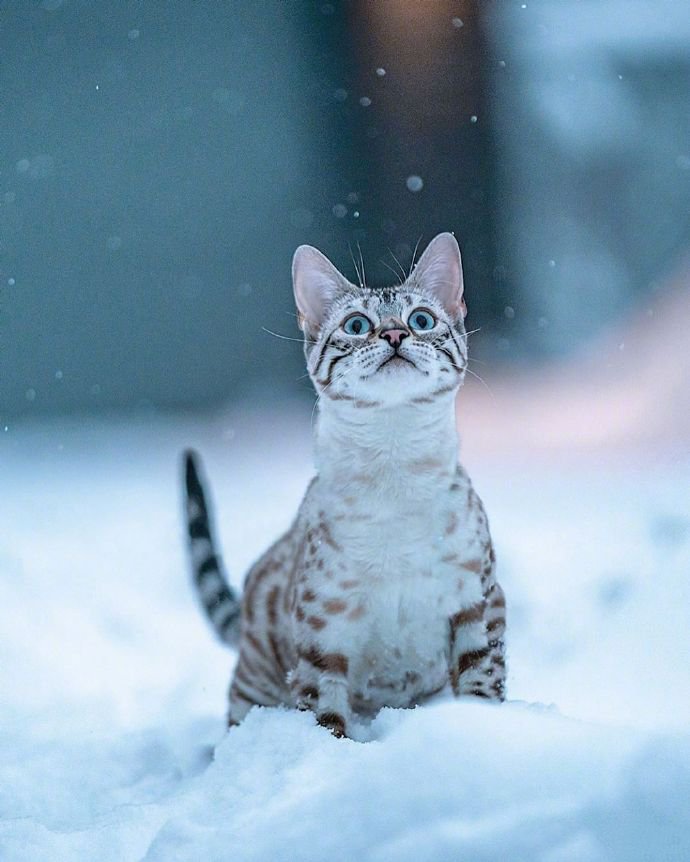 再酷的猫雪地里也怕冷！我穿件衣服再来拍