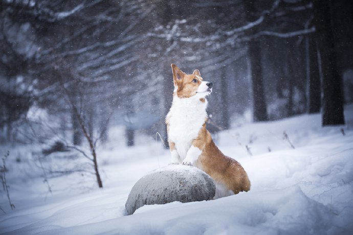 雪地里玩耍的两只柯基犬