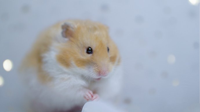 超小只超可爱的小仓鼠图片