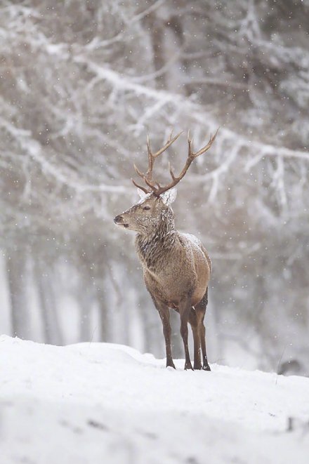 在雪地里骄傲的鹿先生图片