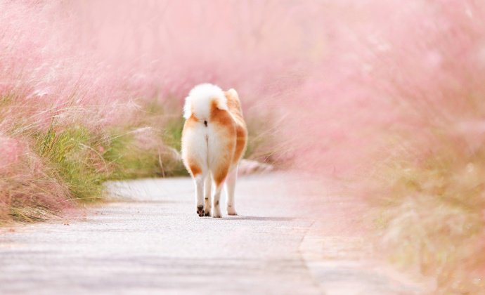 一组微笑天使-柴犬图片欣赏