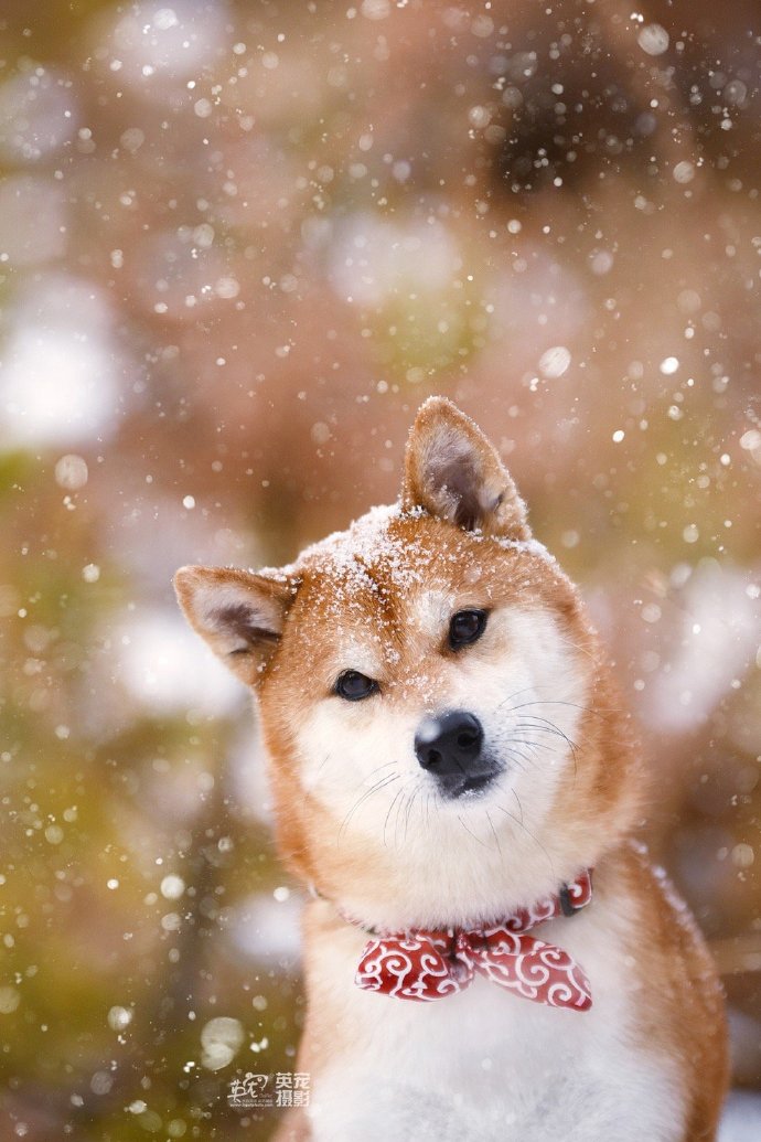 一组可爱的柴犬狗狗雪景照图片