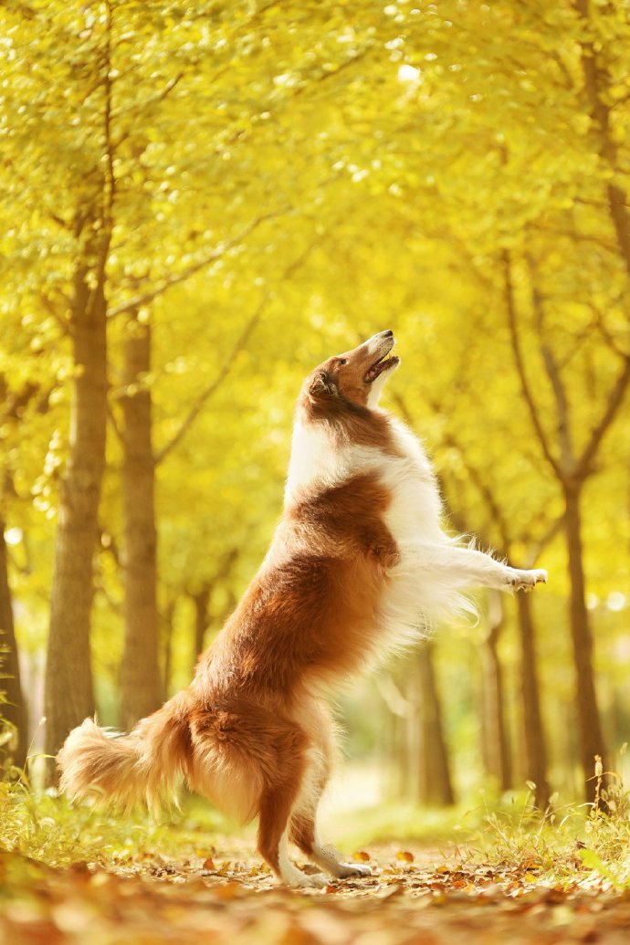 漂亮秋景下优雅的苏牧犬图片