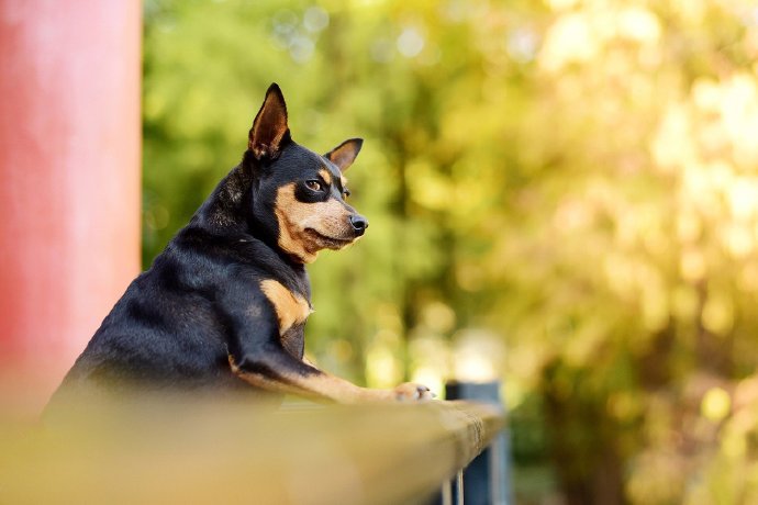 一组可爱的黑色小鹿犬图片