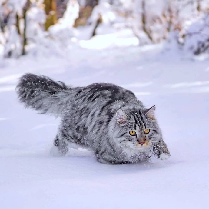 雪地里的西伯利亚猫