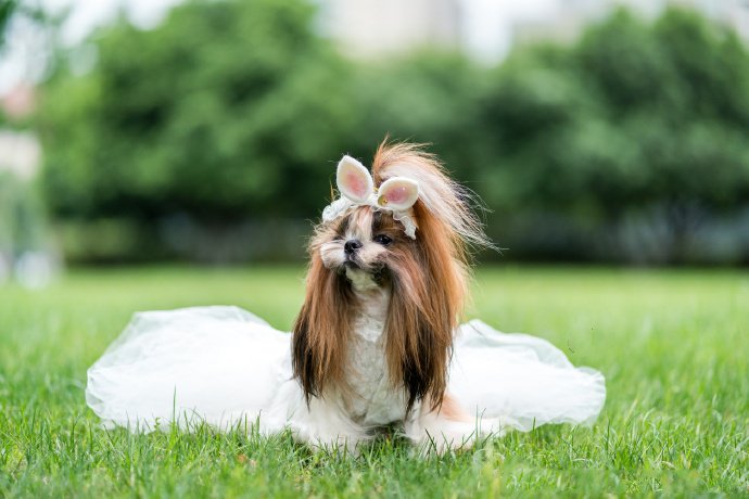 一組繡球花下可愛蝴蝶犬圖片