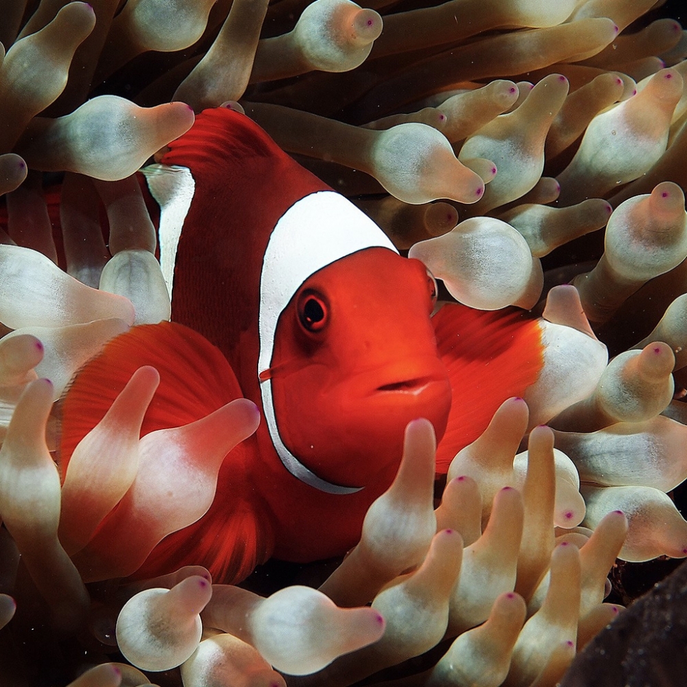 一組可愛(ài)的小丑魚(yú)圖片