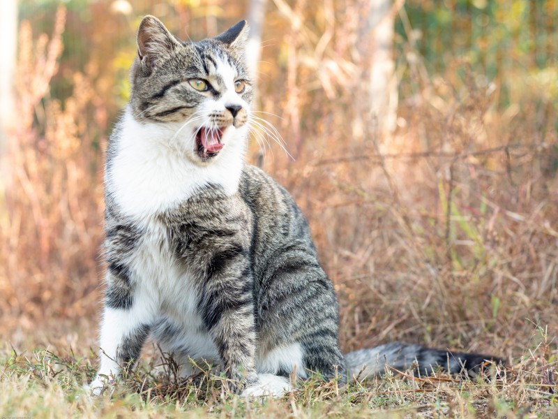 草地上的灰猫图片