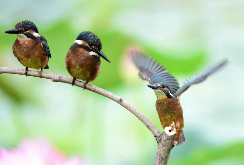 翠鳥休息圖片