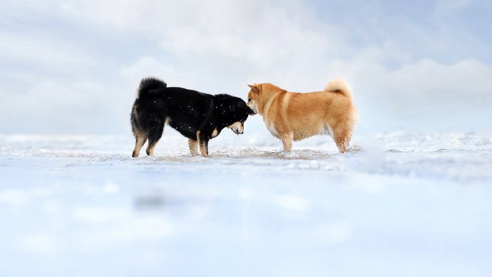 一組黑色和橘色的可愛柴犬