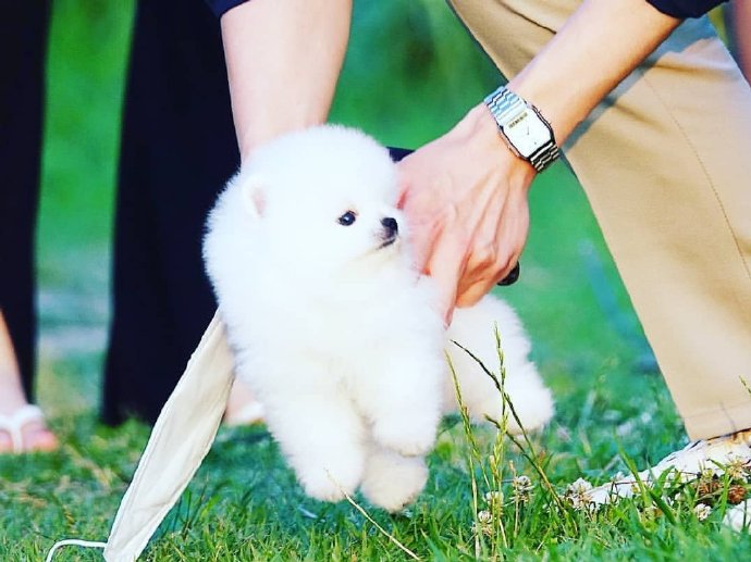 草地上超可爱的博美狗狗