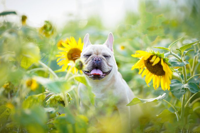 斗牛犬的一组美美的写真图