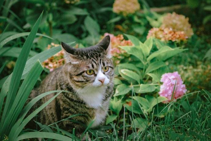 表情惹人怜爱的猫咪图片