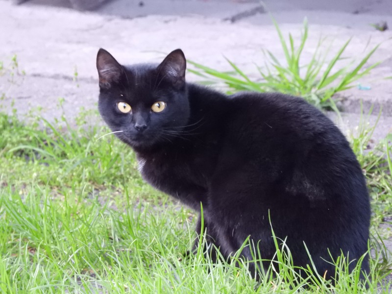可爱的黑色小猫图片