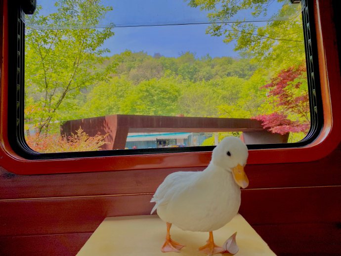 小鴨子的白塔公園一日游圖片